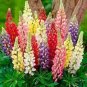Rare Beautiful Mixed Colorful Dull Ice Lupine Flowers 40 Seeds