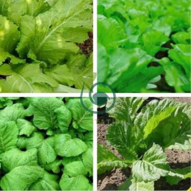 Heirloom Organic Green Leaf Mustard Brassica juncea Vegetables 60 Seeds