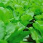 Heirloom Organic Green Leaf Mustard Brassica juncea Vegetables 60 Seeds