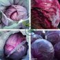 Red Drumhead Cabbage Organic Vegetables 200 Seeds