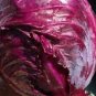 Red Drumhead Cabbage Organic Vegetables 200 Seeds