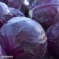 Red Drumhead Cabbage Organic Vegetables 200 Seeds