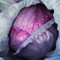 Red Drumhead Cabbage Organic Vegetables 200 Seeds