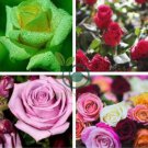 Rare 8 Types of Colorful Valentine's Romantic Rose Flower 100 Seeds