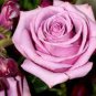 Rare 8 Types of Colorful Valentine's Romantic Rose Flower 100 Seeds
