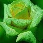 Rare 8 Types of Colorful Valentine's Romantic Rose Flower 100 Seeds