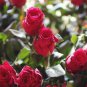 Rare 8 Types of Colorful Valentine's Romantic Rose Flower 100 Seeds