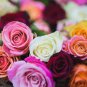 Rare 8 Types of Colorful Valentine's Romantic Rose Flower 100 Seeds