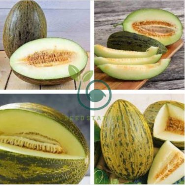 Green Muskmelon Sweet Melon 40 Seeds