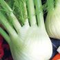 Organic Spherical Fennel Herbal Vegetables 60 Seeds