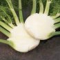 Organic Spherical Fennel Herbal Vegetables 60 Seeds