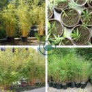 Heirloom 'Xigun' Thin Bonsai Bamboo 60 Seeds