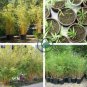 Heirloom 'Xigun' Thin Bonsai Bamboo 60 Seeds