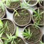 Heirloom 'Xigun' Thin Bonsai Bamboo 60 Seeds