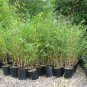 Heirloom 'Xigun' Thin Bonsai Bamboo 60 Seeds