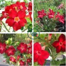 Taiwan Deep Red Adenium Desert rose 4 Seeds