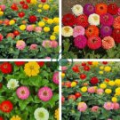 Rare Beautiful Mixed Zinnia Flowers Youth-and-old-age 100 Seeds