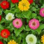 Rare Beautiful Mixed Zinnia Flowers Youth-and-old-age 100 Seeds