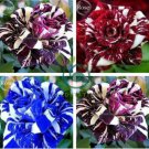 Rare Mixed 3 Types of Heirloom Rose Shrubs 100 Seeds