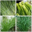 Chinese Broadleaf Chive Bonsai Garden Potted Leek Plants 1000 Seeds