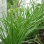 Chinese Broadleaf Chive Bonsai Garden Potted Leek Plants 1000 Seeds