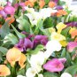 Rainbow Calla Lily Plants Flower  200 Seeds