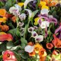 Rainbow Calla Lily Plants Flower  200 Seeds