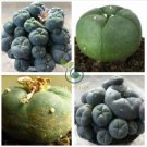 Cactus Lobivia Peruviana Hendriksenianus oreocereus 50 Seeds
