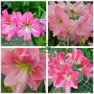 Bonsai Amaryllis Barbados Lily 200 Seeds