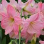 Bonsai Amaryllis Barbados Lily 200 Seeds