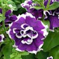 Bonsai Petunia Garden Bonsai Moon Night Sky Double Purple Flowers 400 Seeds