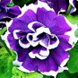 Bonsai Petunia Garden Bonsai Moon Night Sky Double Purple Flowers 400 Seeds
