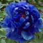 Precious China Peony Flower Bonsai Potted Flowers Bonsai  20 Seeds