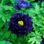 Precious China Peony Flower Bonsai Potted Flowers Bonsai  20 Seeds