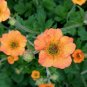 Geum 'Totally Tangerine' Avens Flower 40 Seeds