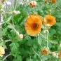 Geum 'Totally Tangerine' Avens Flower 40 Seeds