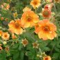Geum 'Totally Tangerine' Avens Flower 40 Seeds