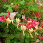 Cape Honeysuckle (tecomaria Capensis) Bonsai  40 Seeds