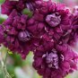 Vine Clematis Potted Clematis Garden  40 Seeds