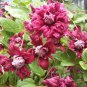Vine Clematis Potted Clematis Garden  40 Seeds