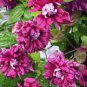 Vine Clematis Potted Clematis Garden  40 Seeds