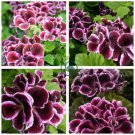 Rare Purple White Side Gloxinia Garden Perennial Flowering Plants 200 Seeds
