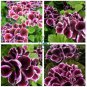 Rare Purple White Side Gloxinia Garden Perennial Flowering Plants 200 Seeds
