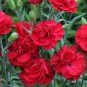 Dianthus Caryophyllus Mother Flower  400 Seeds
