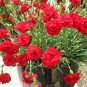Dianthus Caryophyllus Mother Flower  400 Seeds