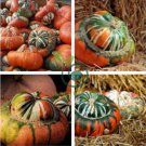 Heirloom China Happiness Ornamental Pumpkin Hybrid 20 Seeds