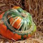 Heirloom China Happiness Ornamental Pumpkin Hybrid 20 Seeds
