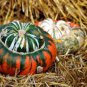 Heirloom China Happiness Ornamental Pumpkin Hybrid 20 Seeds