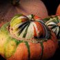 Heirloom China Happiness Ornamental Pumpkin Hybrid 20 Seeds
