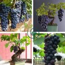 Bonsai Super Black Grape 'Hei Fei' Organic 30 Seeds